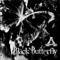 Black Butterfly  Photo