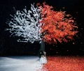 Akane Sasu  (茜さす)  / everlasting snow (CD Regular Edition) Cover