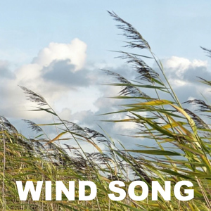 Wind Song  Photo