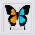 Onshoku (音色)  / Break it down (CD) Cover