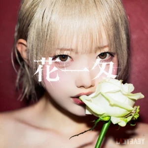 Hanaichimonme ( 花一匁)  Photo